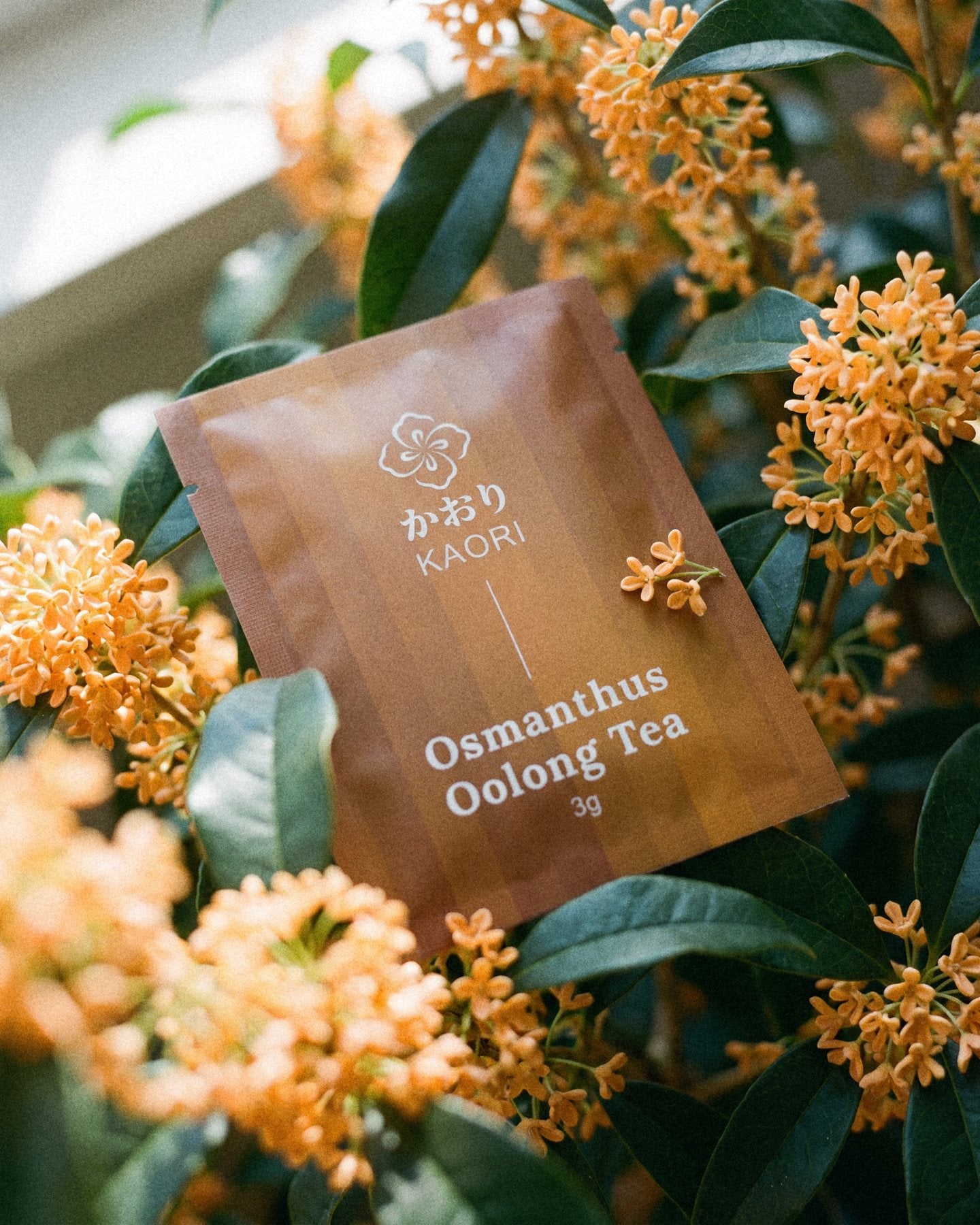 An Osmanthus Oolong Tea sachet resting among clusters of osmanthus flowers